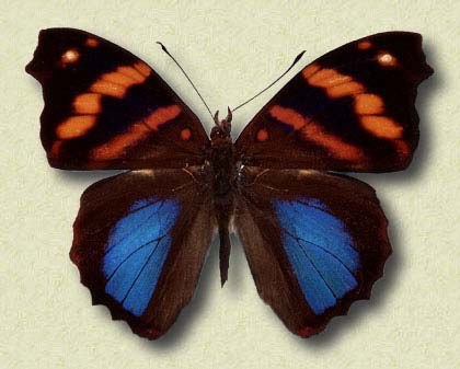 Epiphele orea Hbn.