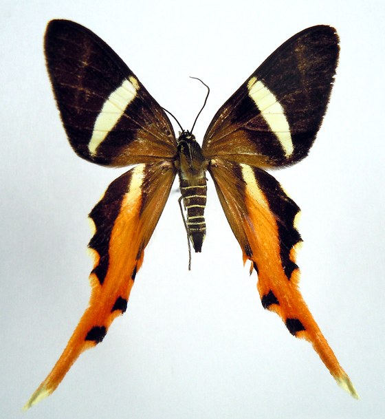 Erateina staudingeri