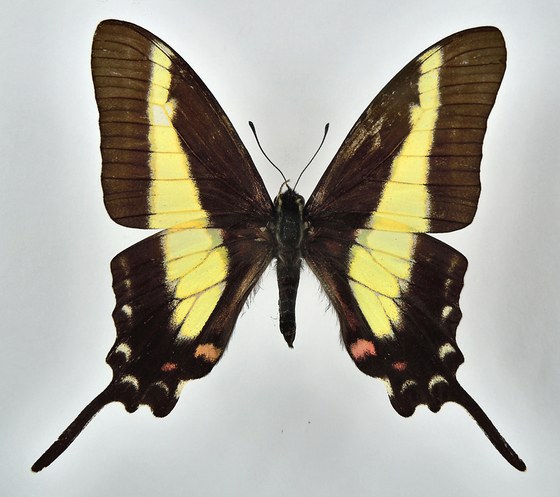 Eurytides asius