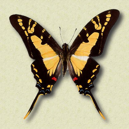 Eurytides thyastes Dry. s.sp. thyastirus Obhert.