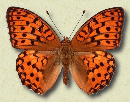 Fabriciana adippe Schiff. (f)