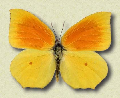 Gonepteryx cleopatra L.