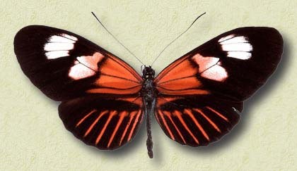 H. melpomene ssp plesseni
