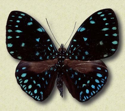 Hamadryas arethusa Cr.