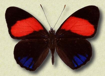 Hamadryas hypoclora Feld. (s)
