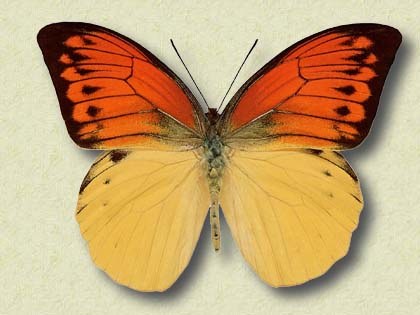 Hebomoia leucippe Cr.