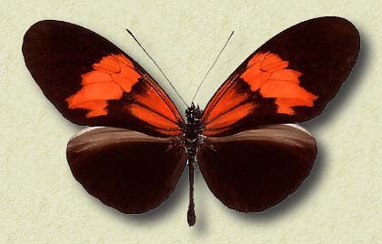 Heliconius erato amalfreda Riffarth.