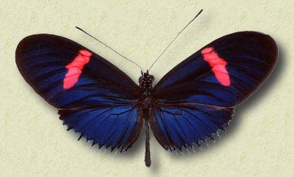 Heliconius erato L. s.sp. cyrbia Latr. & Godt.