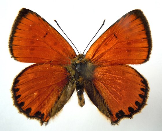 Heodes virgaureae