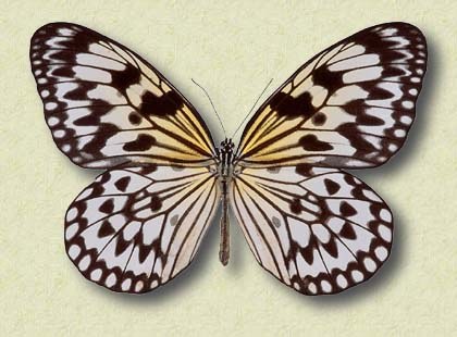 Idaea leuconoe Eschsch.