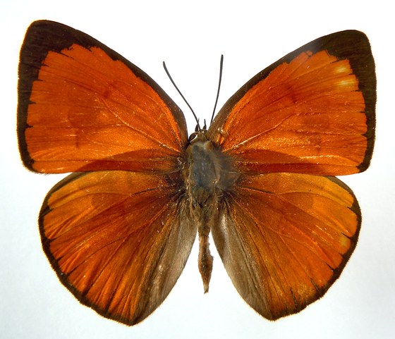 Iraota rochana