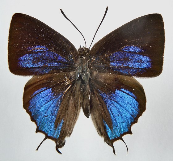 Iraota rochana