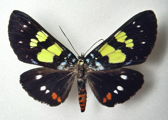 Lepidottero non identificato