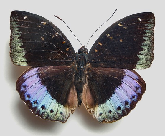 Lexias pardalis