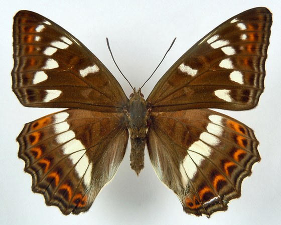 Limenitis populi f.