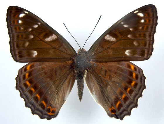 Limenitis populi m.