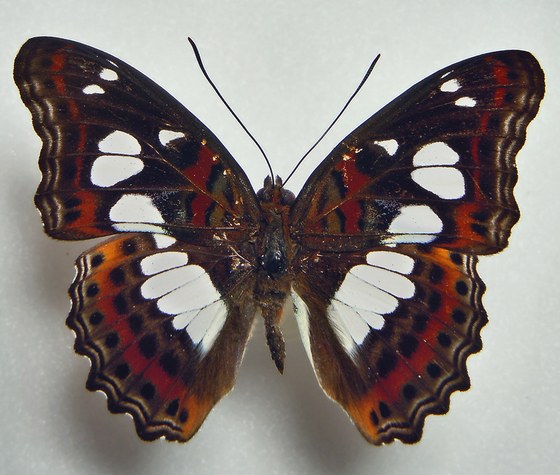 Limenitis urdaneta