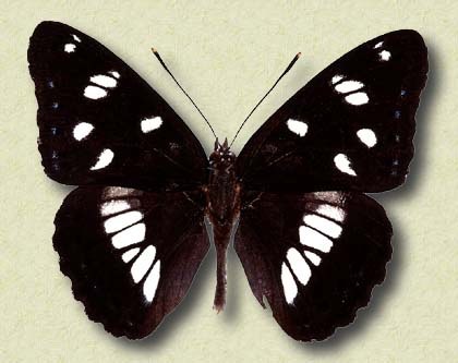 Limentis reducta Stgr.