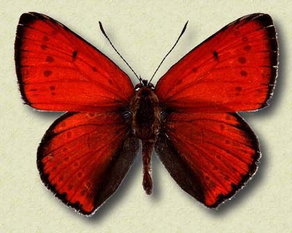 Lycaena dispar Haworth