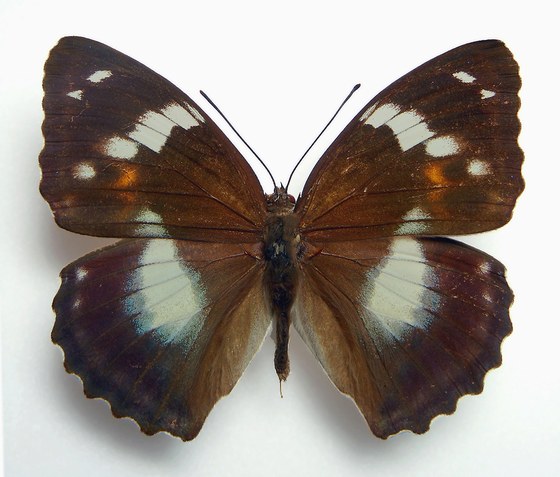 Mimathyma schrenkii