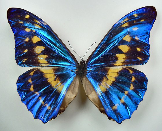 Morpho cypris