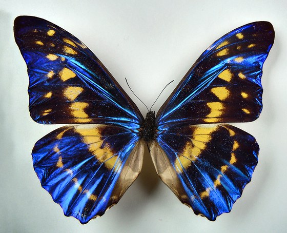 Morpho cypris