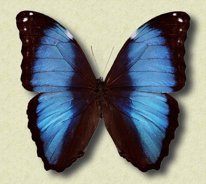 Morpho deidamia erica