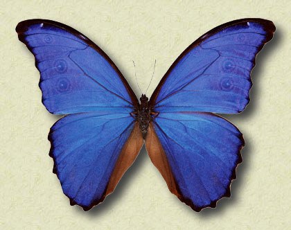 Morpho didius Hopff. (f)