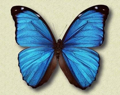 Morpho menelaus terrestris Btlr.