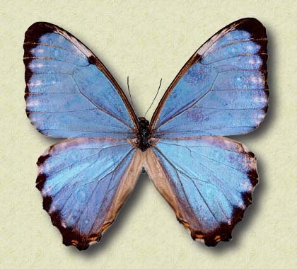 Morpho partis/thamyris Feld. v.