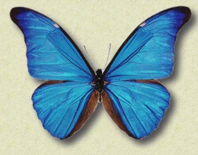 Morpho rhetenor Cr.