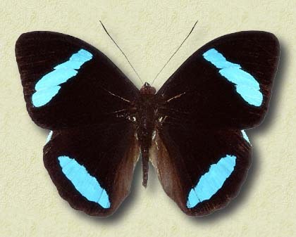 Nessaea hewitsoni Feld.