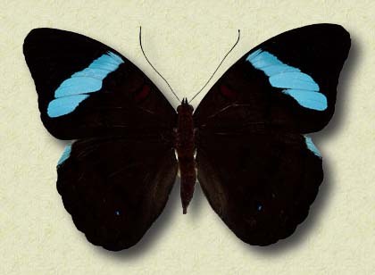 Nessaea obvinus L.
