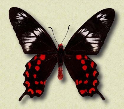 Pachliopta hector L.