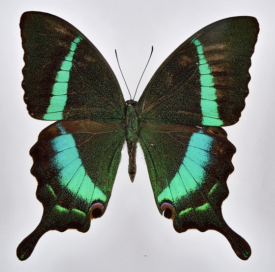Papilio crino
