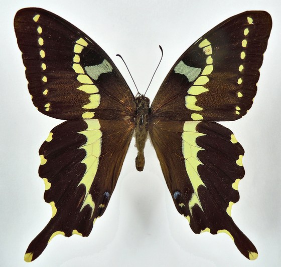 Papilio delalandii