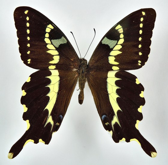 Papilio delalandii
