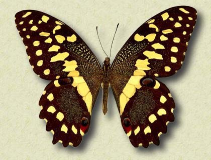 Papilio demodocus Esp.