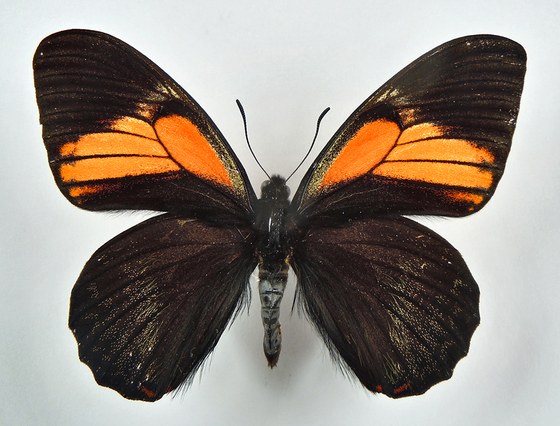 Papilio euterpinus
