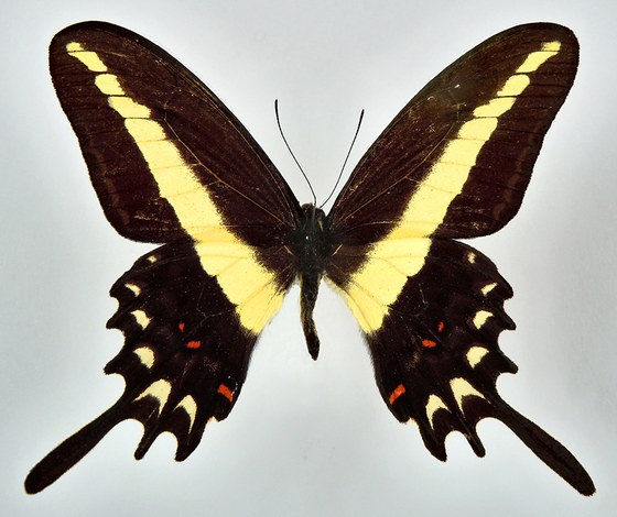 Papilio hectorides
