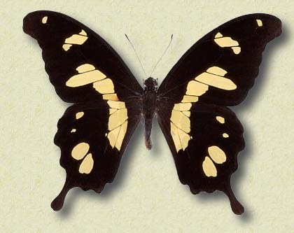 Papilio hesperus Westw.