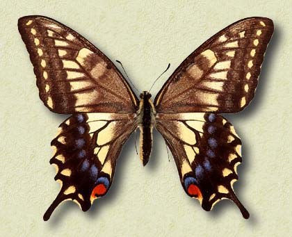 Papilio hippocrates Feld.