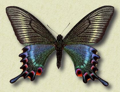 Papilio maackii tutanus Fenton (f)