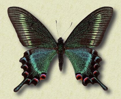 Papilio maackii tutanus Fenton (m)