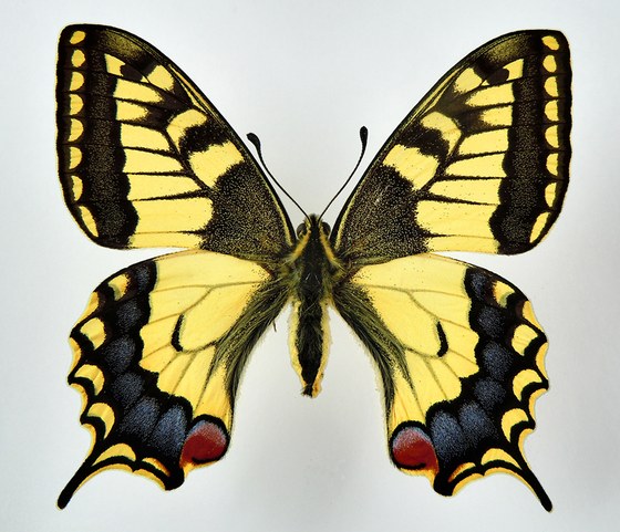 Papilio machaon