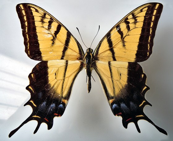 Papilio multicaudata