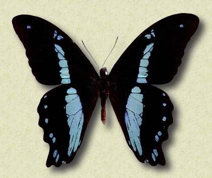 Papilio nireus L.