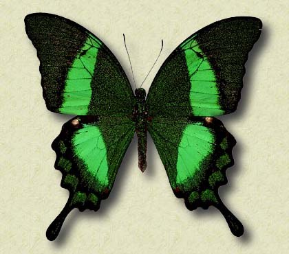 Papilio palinarus Fab. s.sp. angustatus