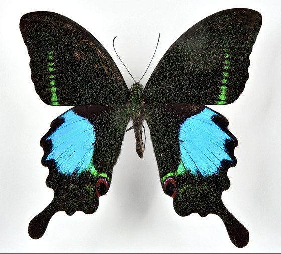 Papilio paris tamilana