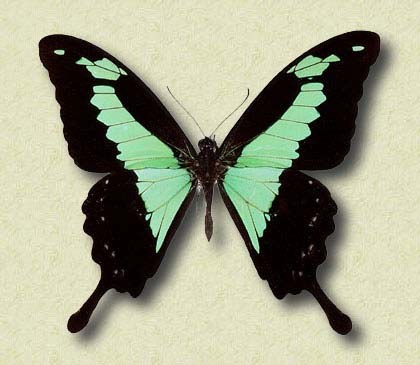 Papilio phorcas Cr.